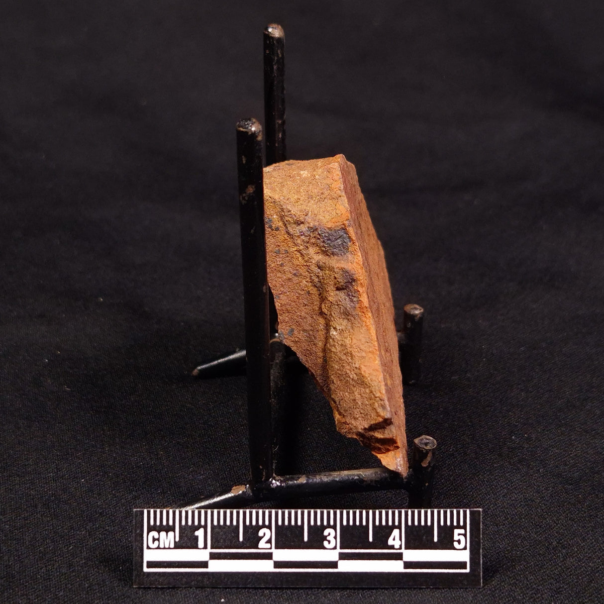 HORODYSKIA WILLIAMSII, Mesoproterozoic, Australia XHW005