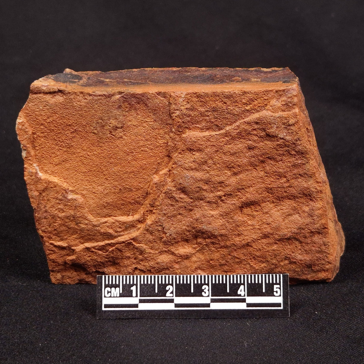 HORODYSKIA WILLIAMSII, Mesoproterozoic, Australia XHW007