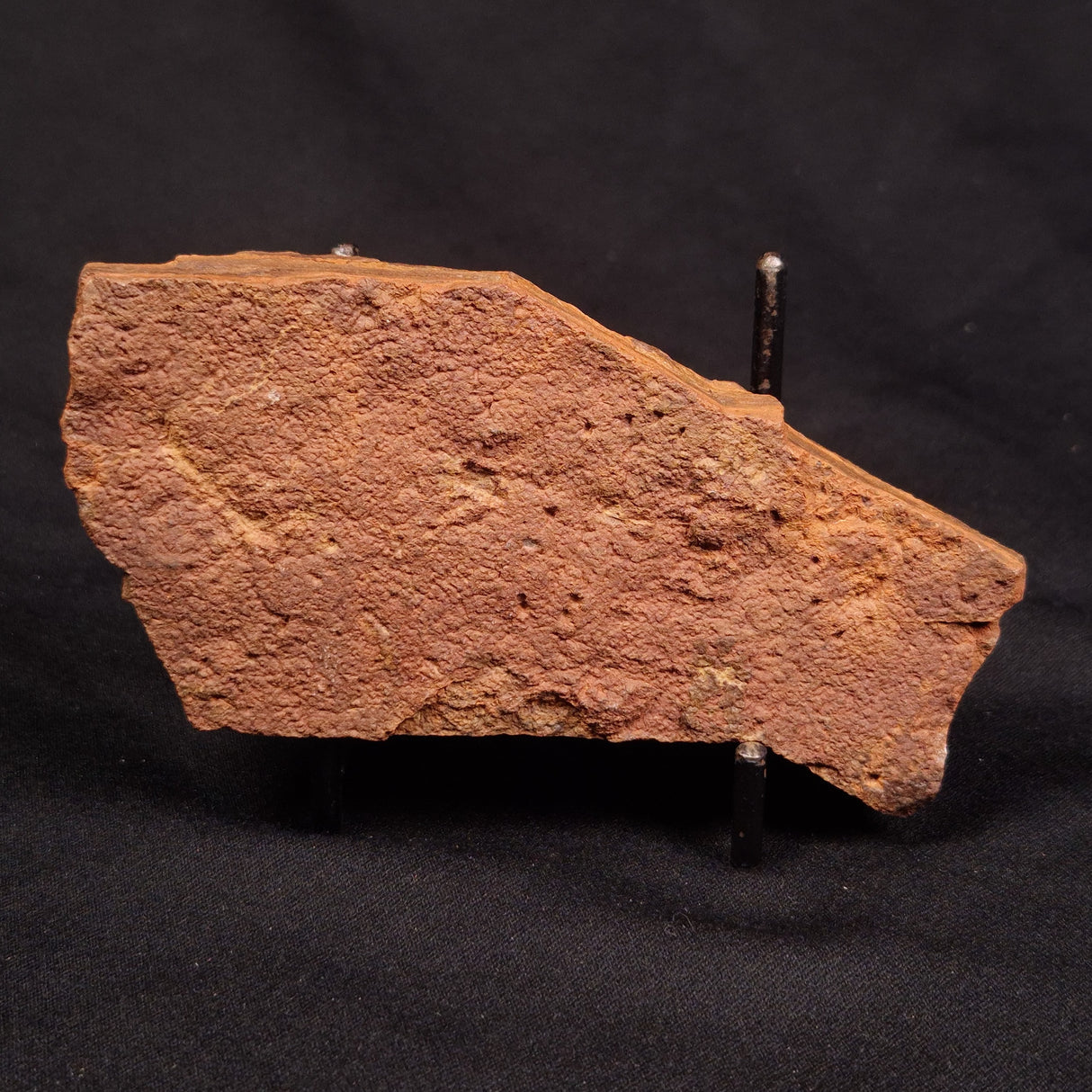 HORODYSKIA WILLIAMSII, Mesoproterozoic, Australia XHW008