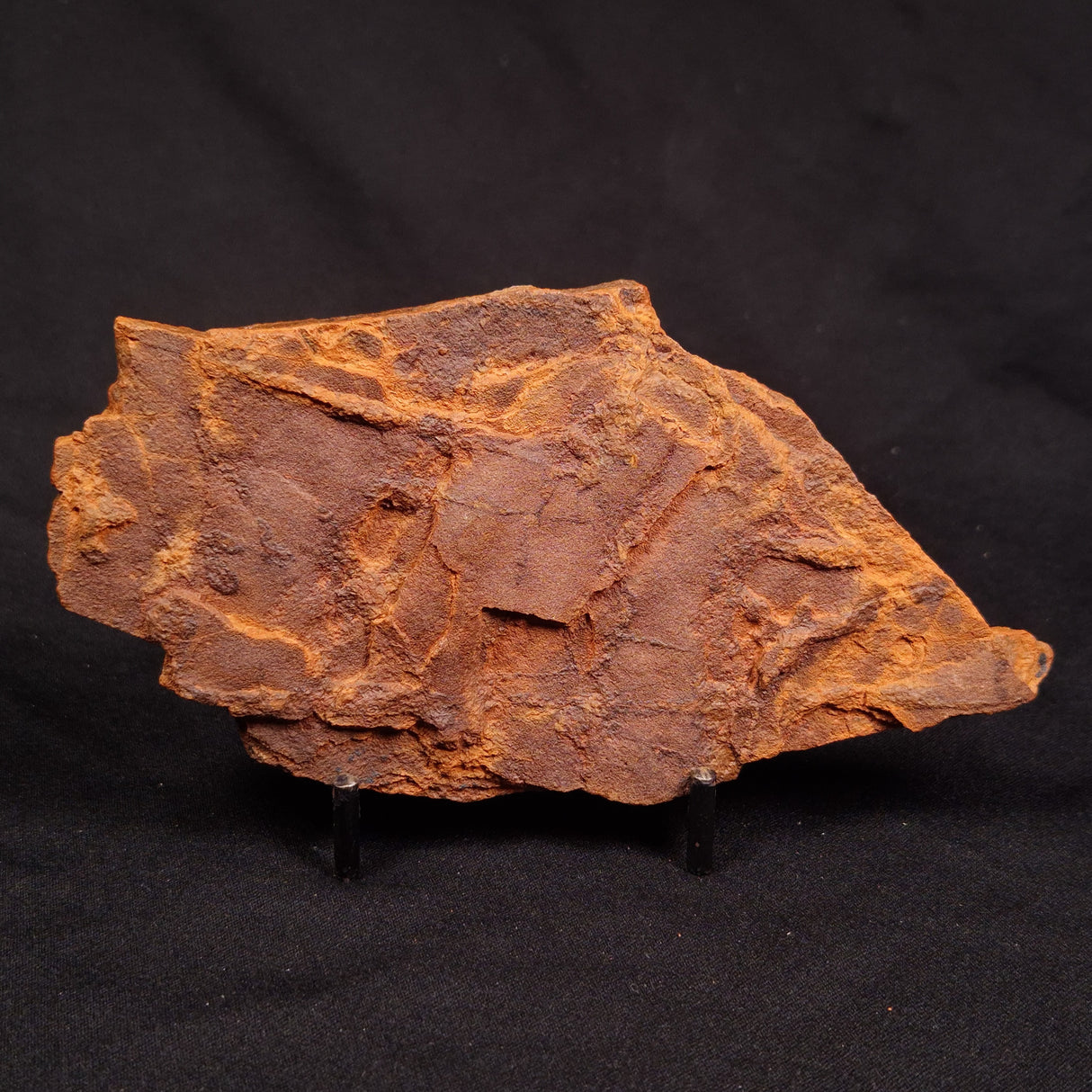 HORODYSKIA WILLIAMSII, Mesoproterozoic, Australia XHW009
