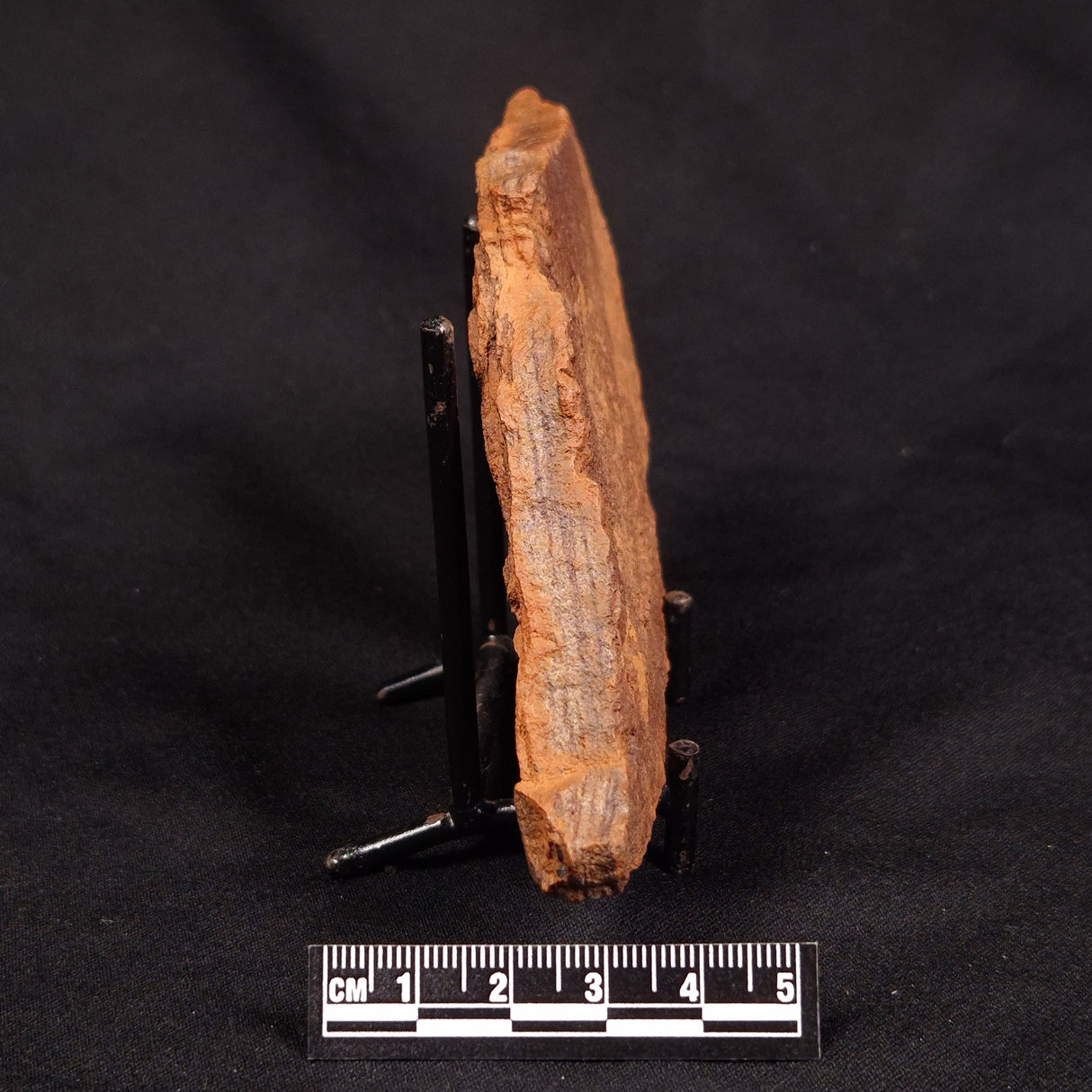 HORODYSKIA WILLIAMSII, Mesoproterozoic, Australia XHW009