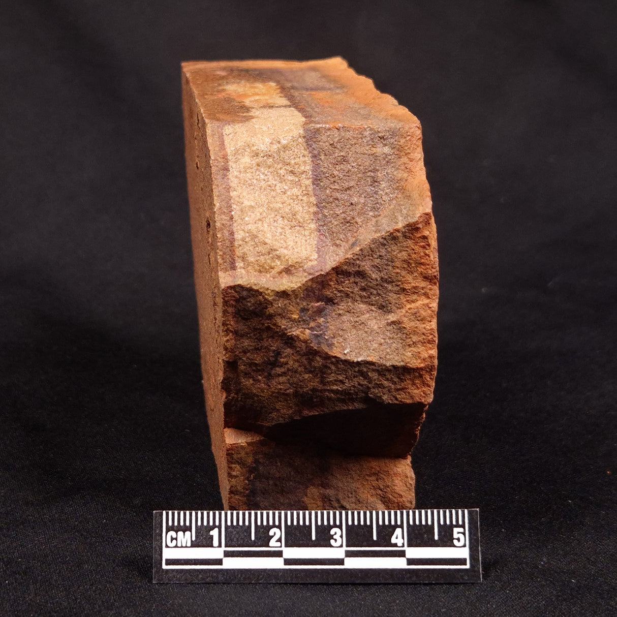 HORODYSKIA WILLIAMSII, Mesoproterozoic, Australia XHW011