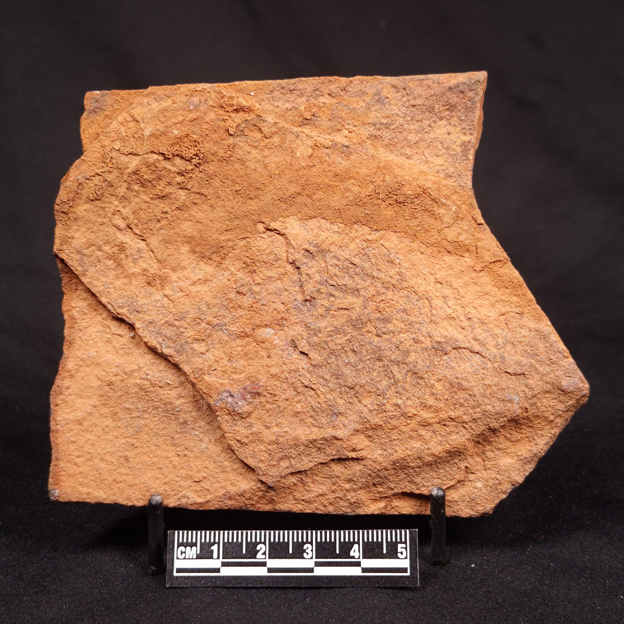 HORODYSKIA WILLIAMSII, Mesoproterozoic, Australia XHW012