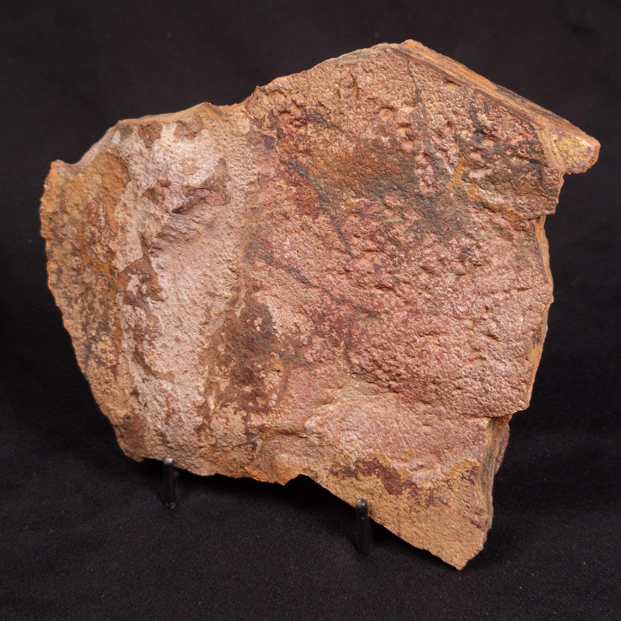 HORODYSKIA WILLIAMSII, Mesoproterozoic, Australia XHW013