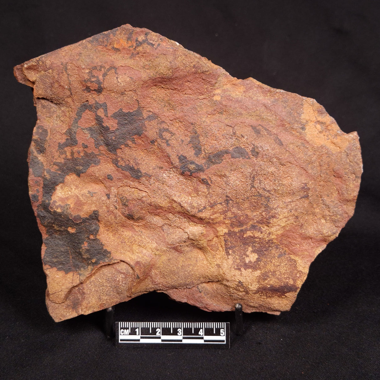 HORODYSKIA WILLIAMSII, Mesoproterozoic, Australia XHW013