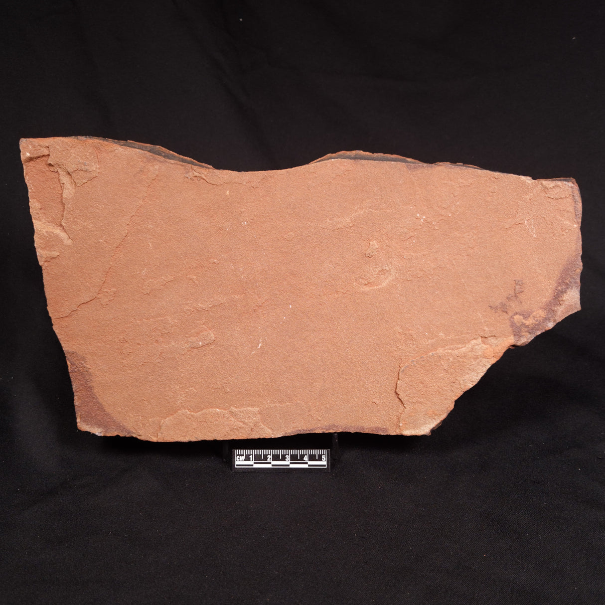 HORODYSKIA WILLIAMSII, Mesoproterozoic, Australia XHW015