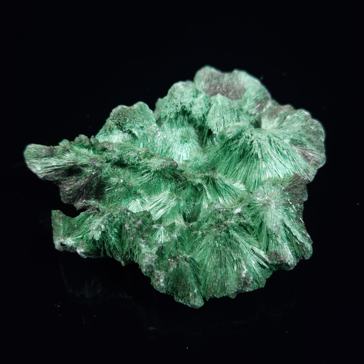 VELVET MALACHITE, Democratic Republic of Congo XVM008