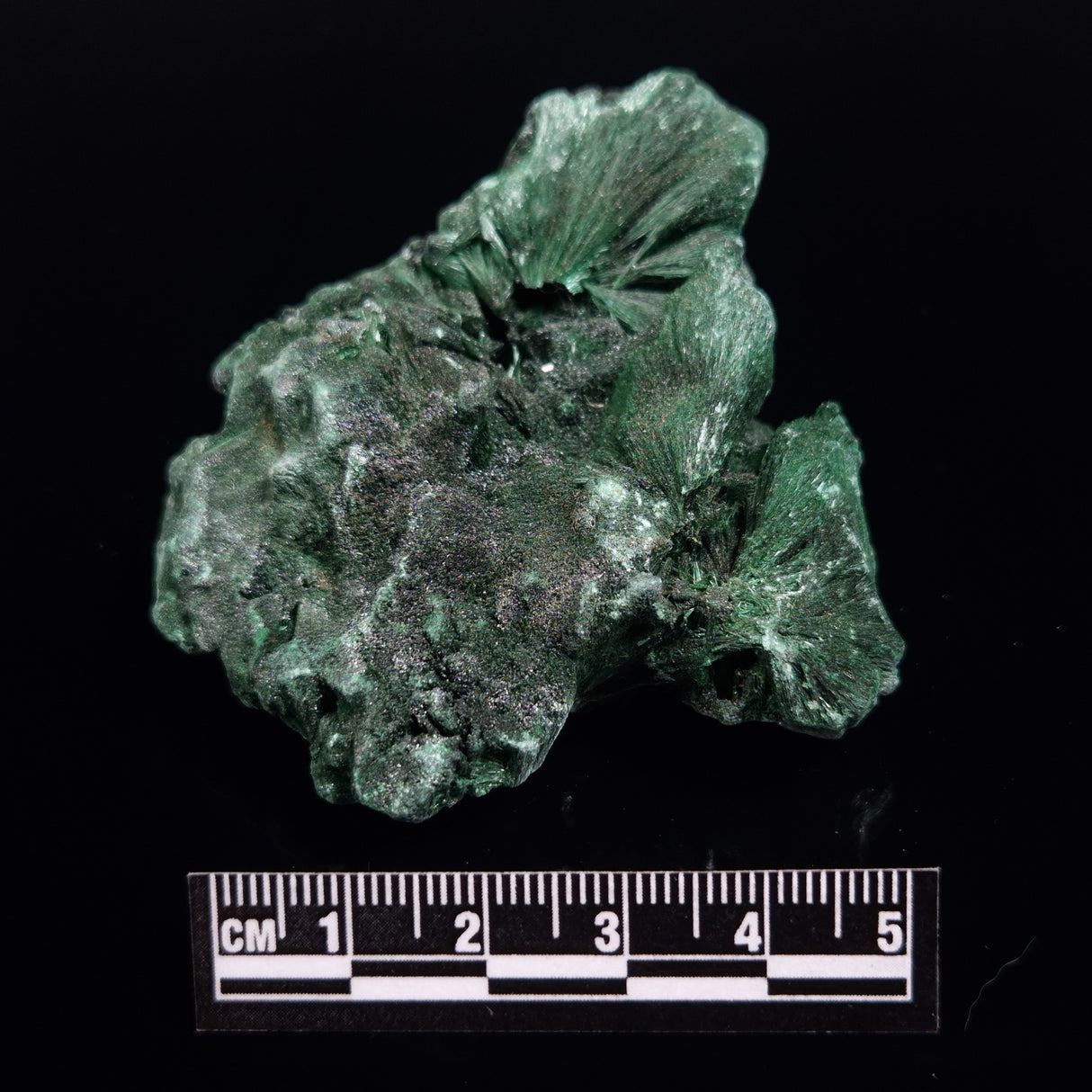 VELVET MALACHITE, Democratic Republic of Congo XVM044