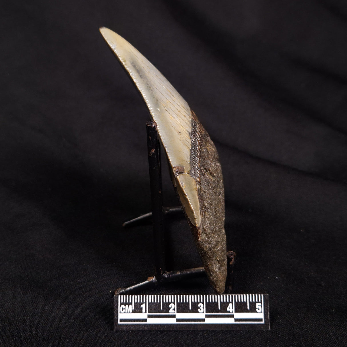 OTODUS MEGALODON SHARK TOOTH, USA XOM002