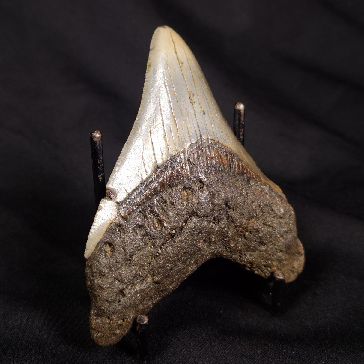 OTODUS MEGALODON SHARK TOOTH, USA XOM002