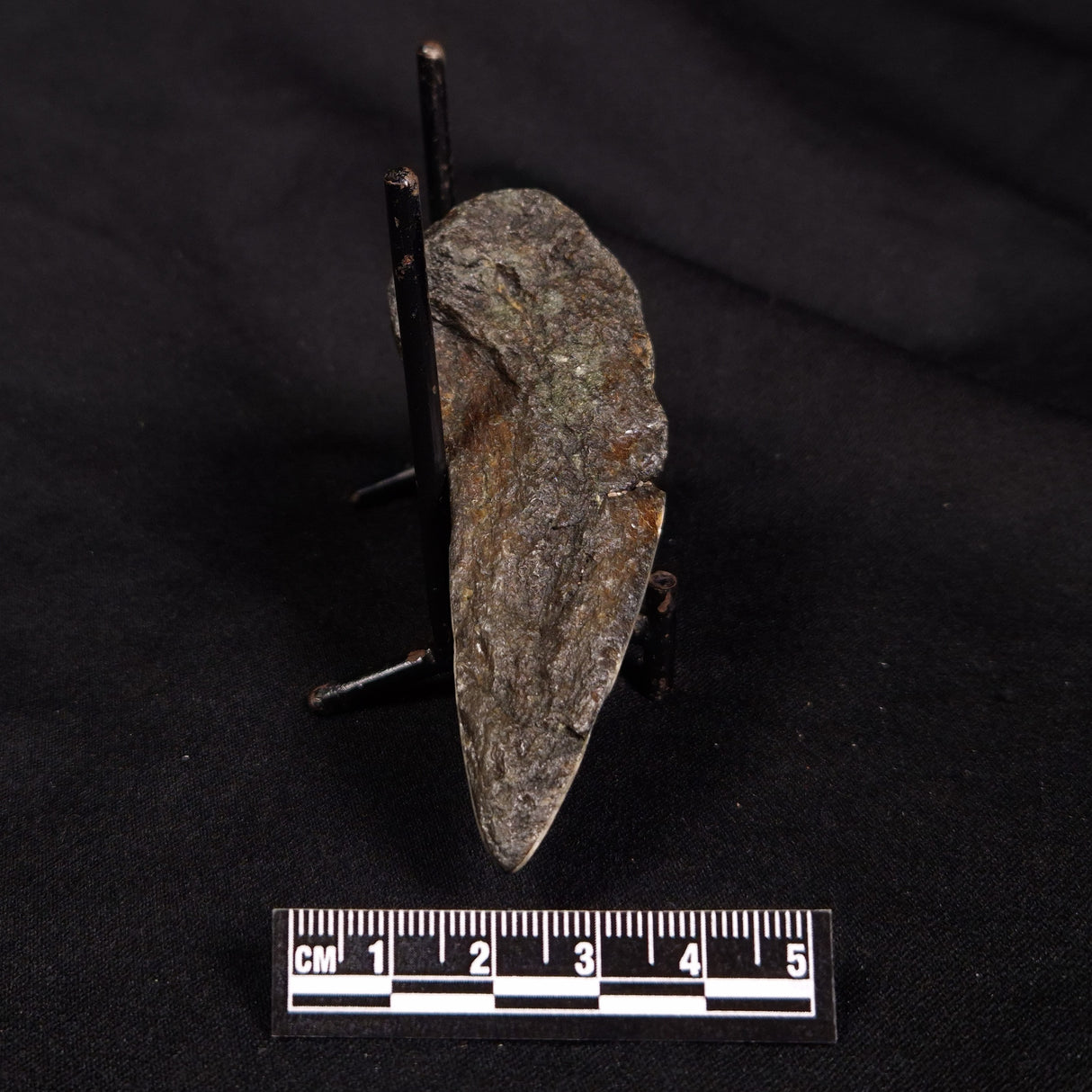 OTODUS MEGALODON SHARK TOOTH HALF, USA XOM003