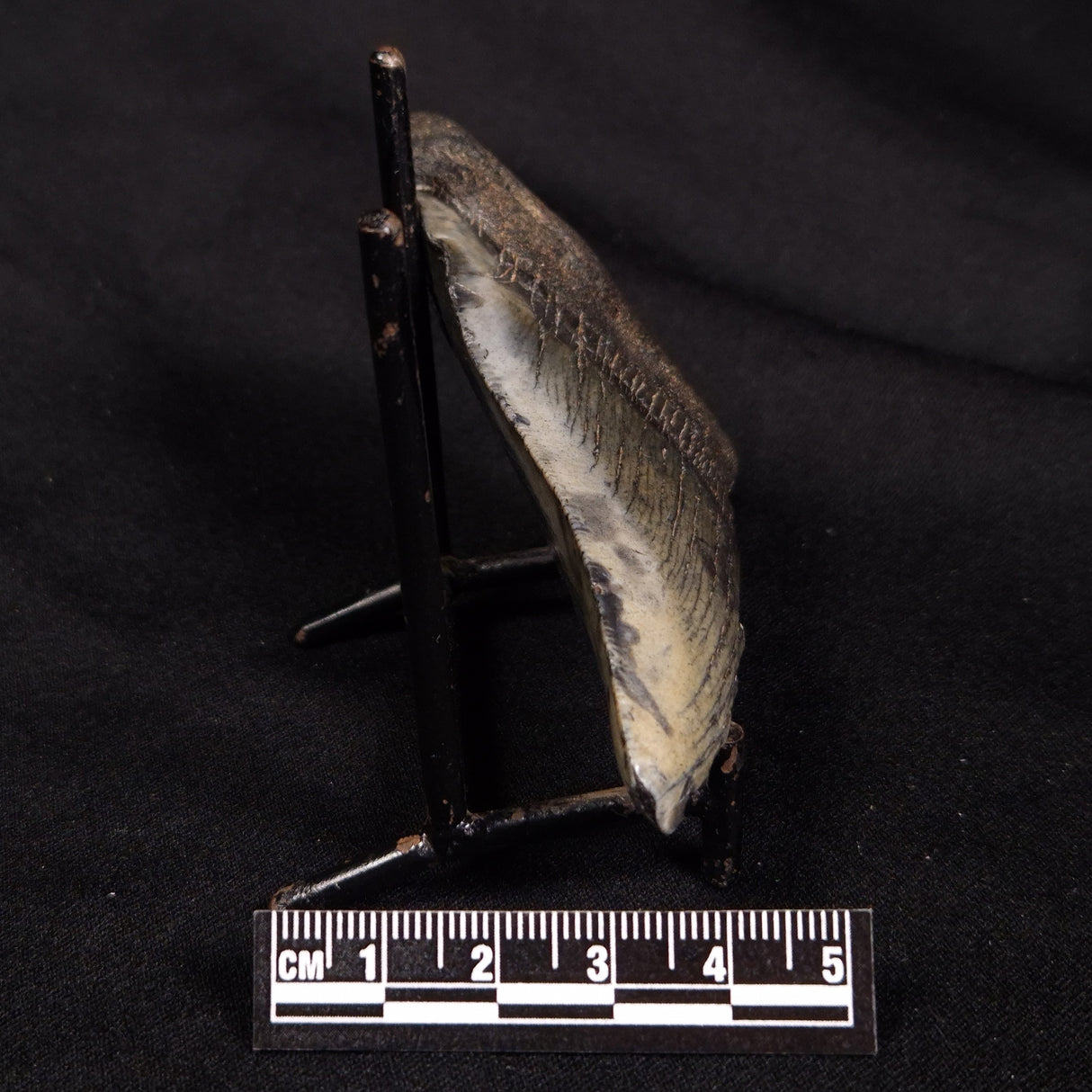 OTODUS MEGALODON SHARK TOOTH HALF, USA XOM004