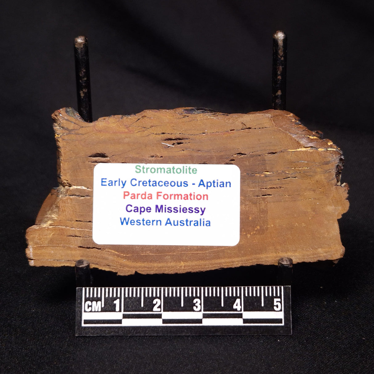 STROMATOLITE, Parda Formation, Early Cretaceous (Aptian), Australia ZPF012