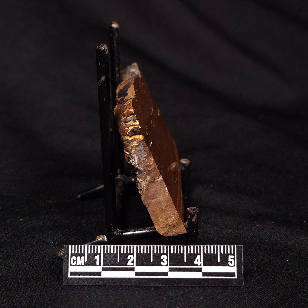 STROMATOLITE, Parda Formation, Early Cretaceous (Aptian), Australia ZPF012