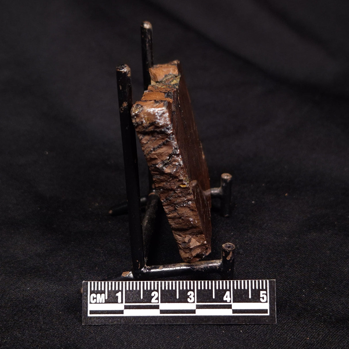 STROMATOLITE, Parda Formation, Early Cretaceous (Aptian), Australia ZPF015
