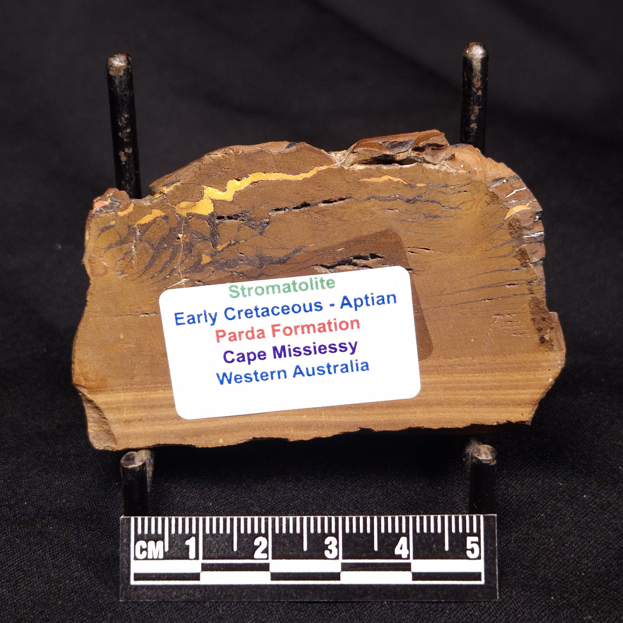 STROMATOLITE, Parda Formation, Early Cretaceous (Aptian), Australia ZPF016
