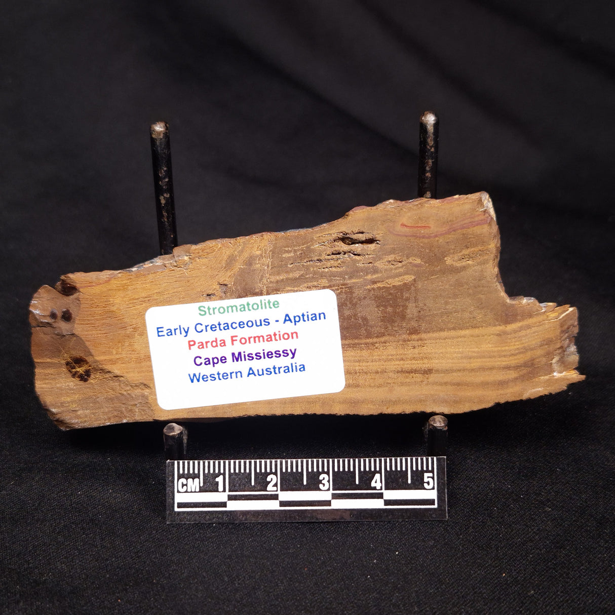 STROMATOLITE, Parda Formation, Early Cretaceous (Aptian), Australia ZPF017