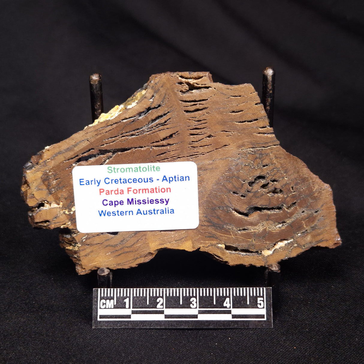 STROMATOLITE, Parda Formation, Early Cretaceous (Aptian), Australia ZPF018