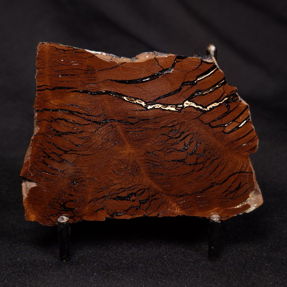 STROMATOLITE, Parda Formation, Early Cretaceous (Aptian), Australia ZPF020