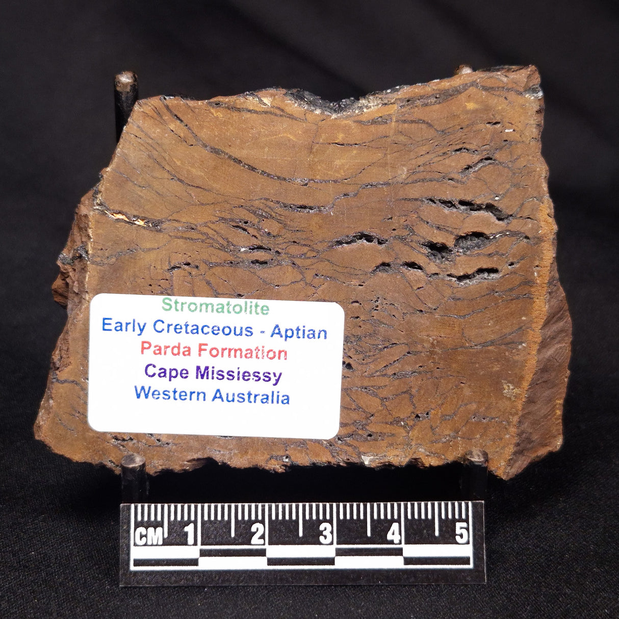 STROMATOLITE, Parda Formation, Early Cretaceous (Aptian), Australia ZPF020