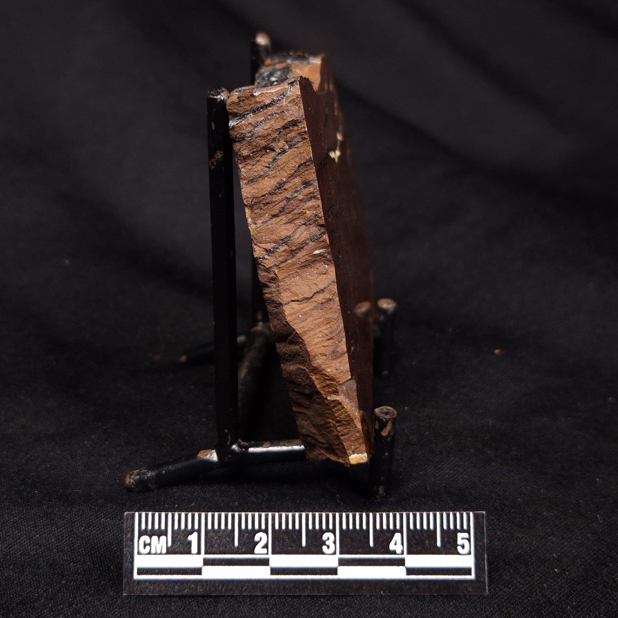 STROMATOLITE, Parda Formation, Early Cretaceous (Aptian), Australia ZPF020