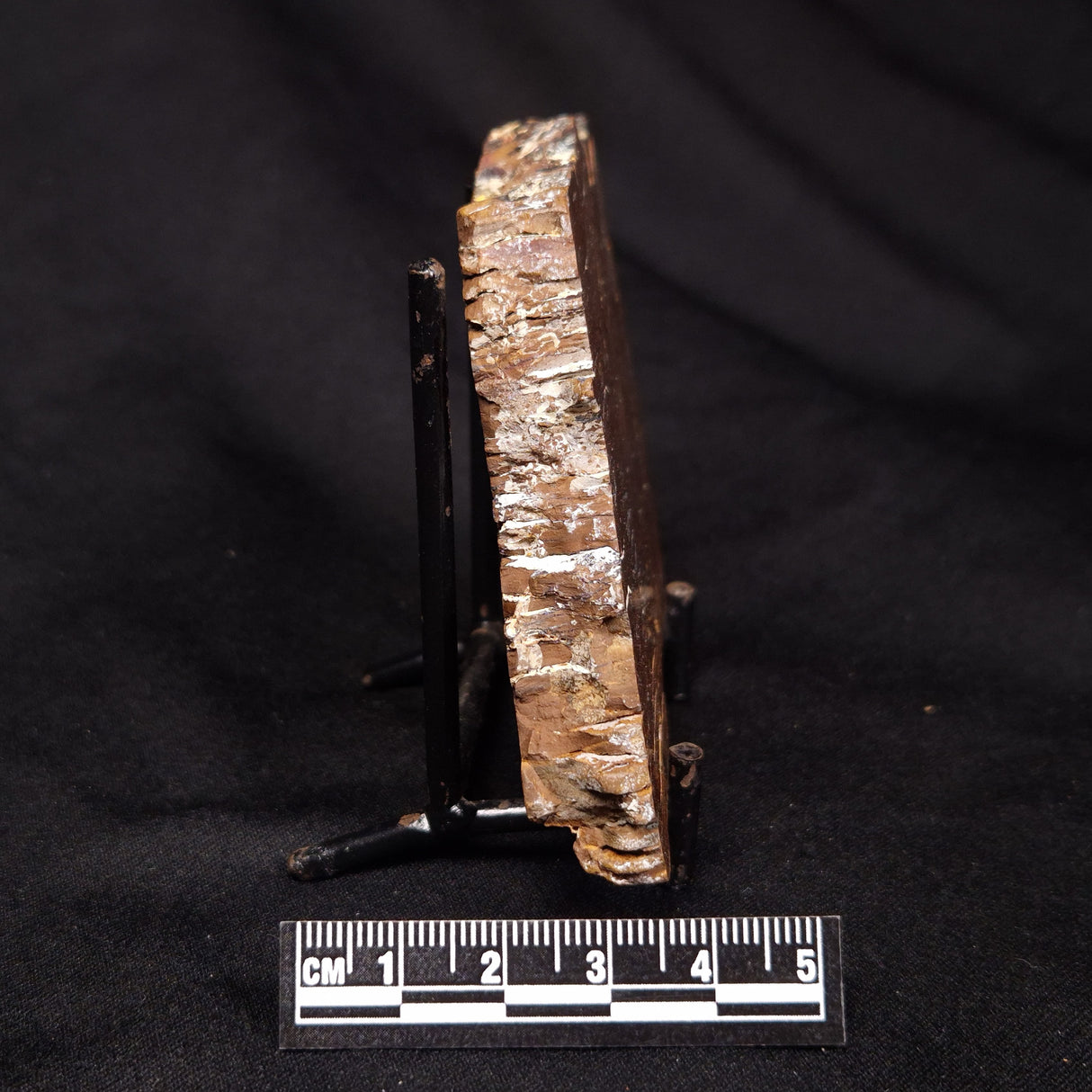 STROMATOLITE, Parda Formation, Early Cretaceous (Aptian), Australia ZPF021