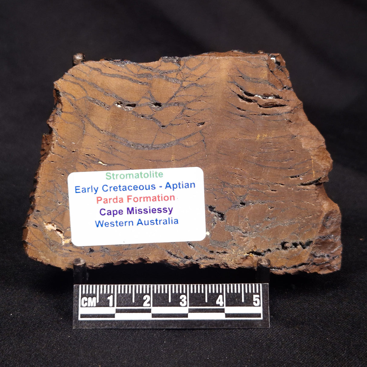 STROMATOLITE, Parda Formation, Early Cretaceous (Aptian), Australia ZPF023