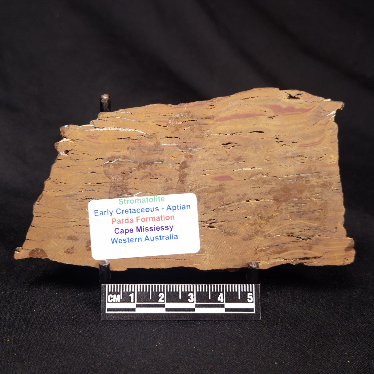 STROMATOLITE, Parda Formation, Early Cretaceous (Aptian), Australia ZPF024
