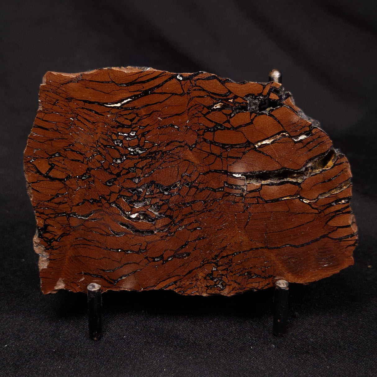 STROMATOLITE, Parda Formation, Early Cretaceous (Aptian), Australia ZPF025