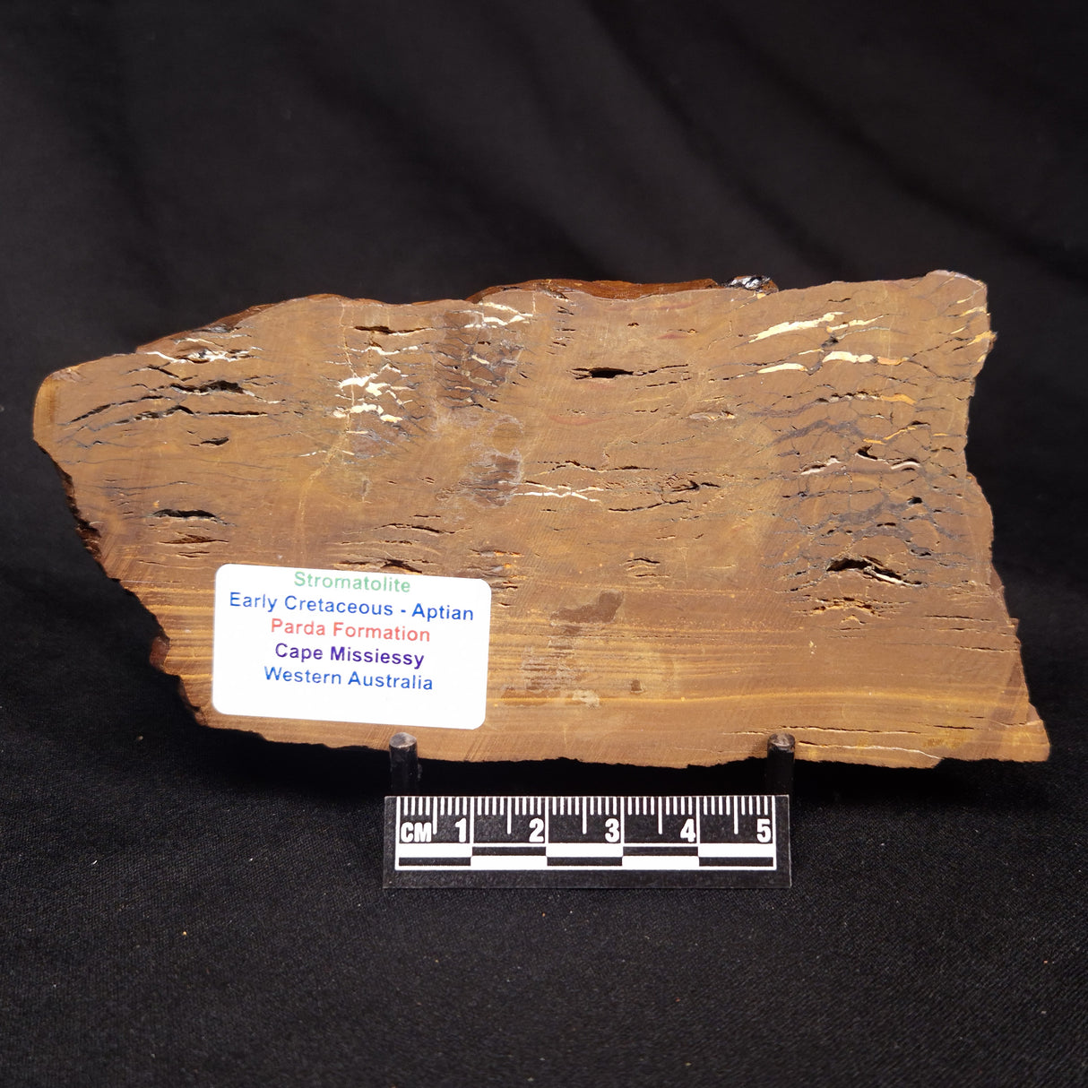 STROMATOLITE, Parda Formation, Early Cretaceous (Aptian), Australia ZPF026