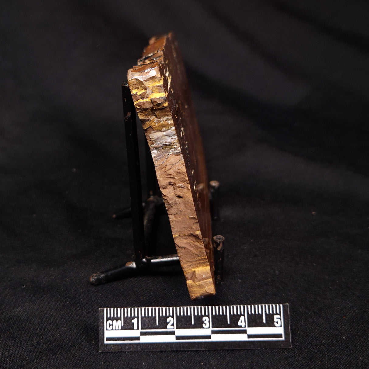 STROMATOLITE, Parda Formation, Early Cretaceous (Aptian), Australia ZPF026