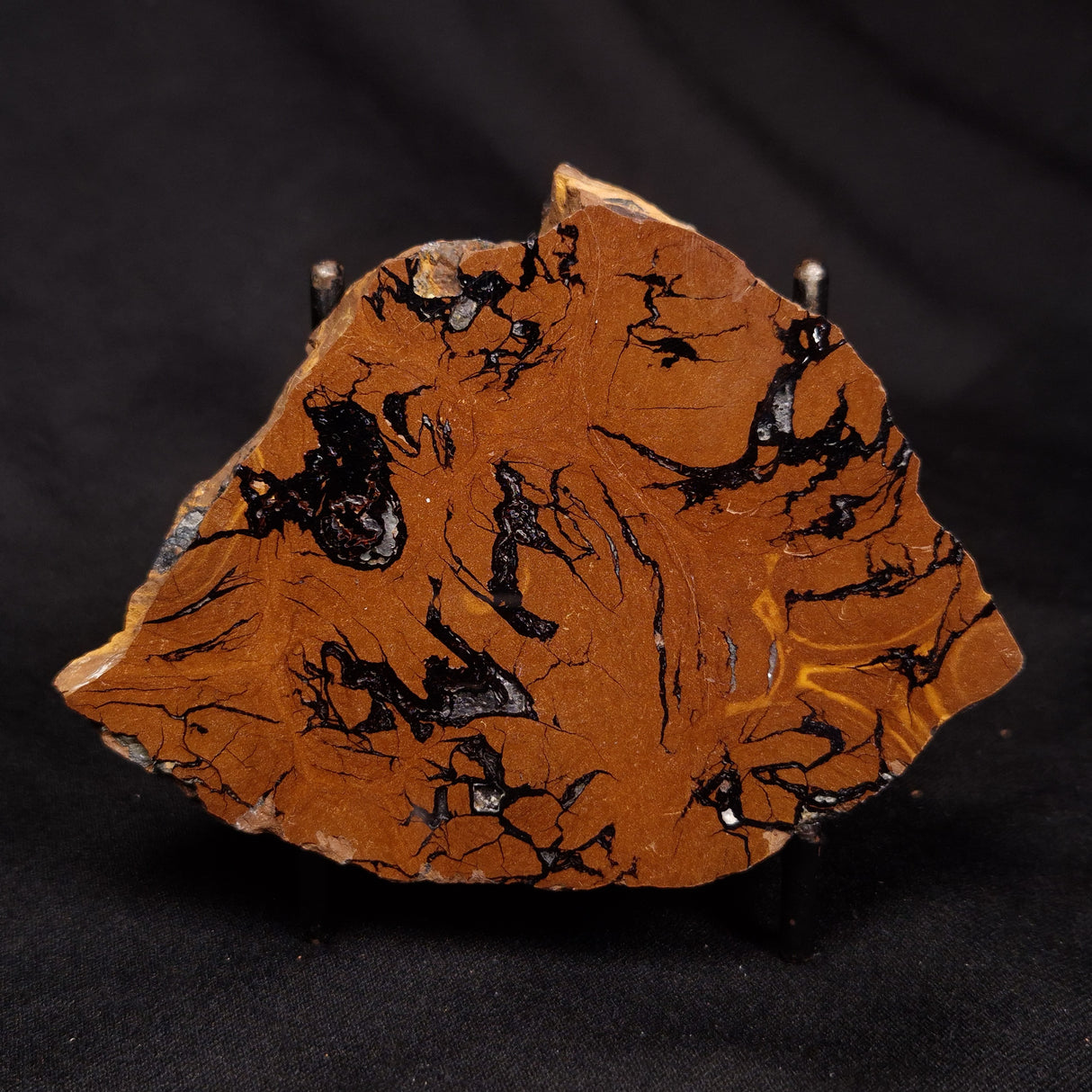 STROMATOLITE, Parda Formation, Early Cretaceous (Aptian), Australia ZPF029