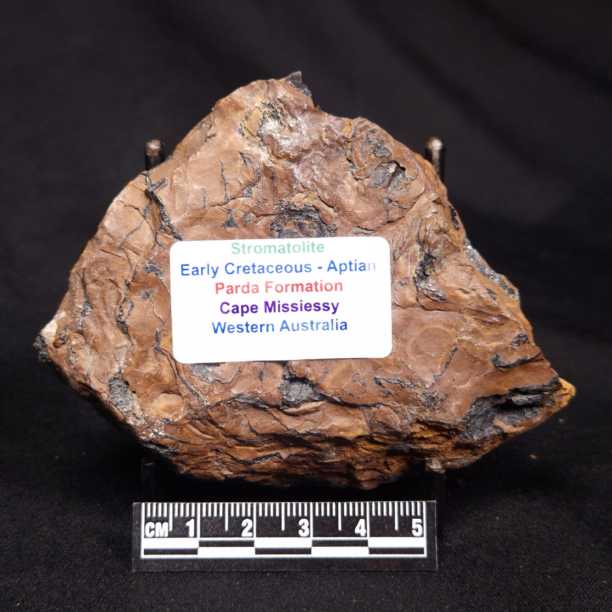 STROMATOLITE, Parda Formation, Early Cretaceous (Aptian), Australia ZPF029