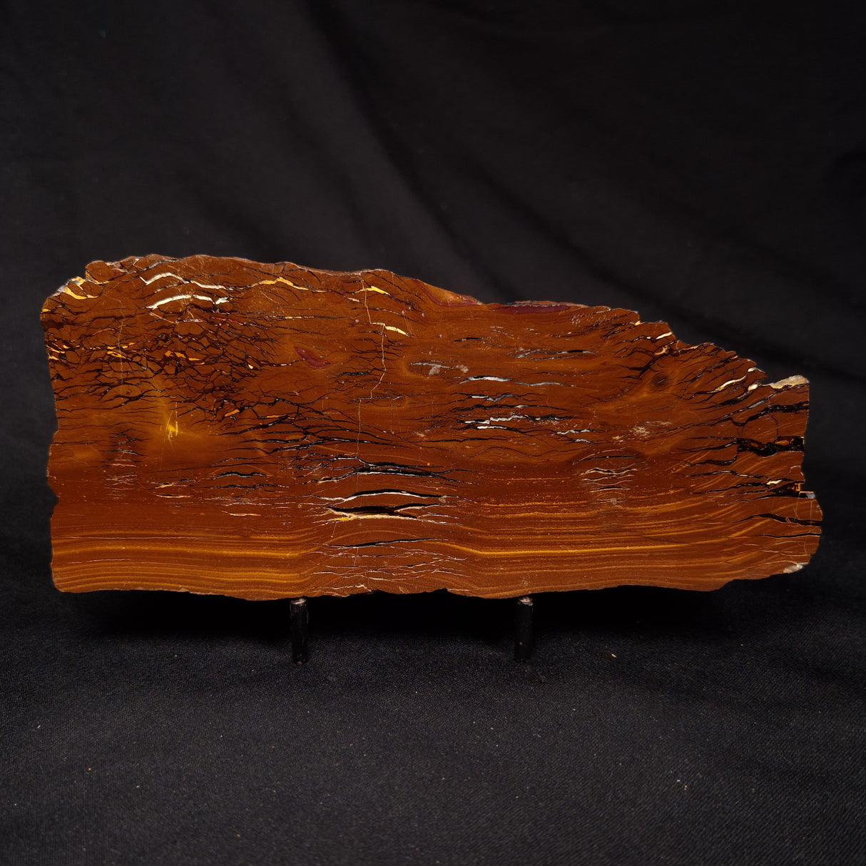 STROMATOLITE, Parda Formation, Early Cretaceous (Aptian), Australia ZPF030