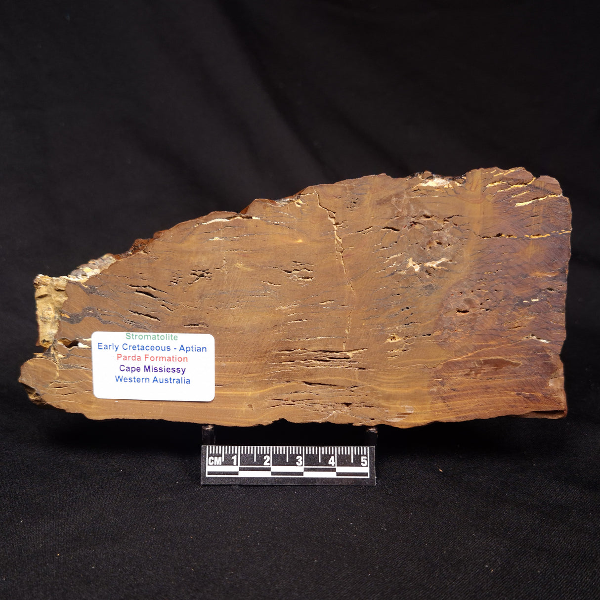 STROMATOLITE, Parda Formation, Early Cretaceous (Aptian), Australia ZPF030