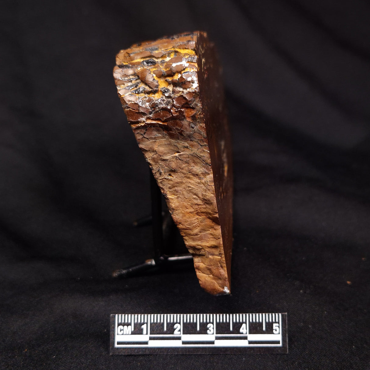 STROMATOLITE, Parda Formation, Early Cretaceous (Aptian), Australia ZPF030