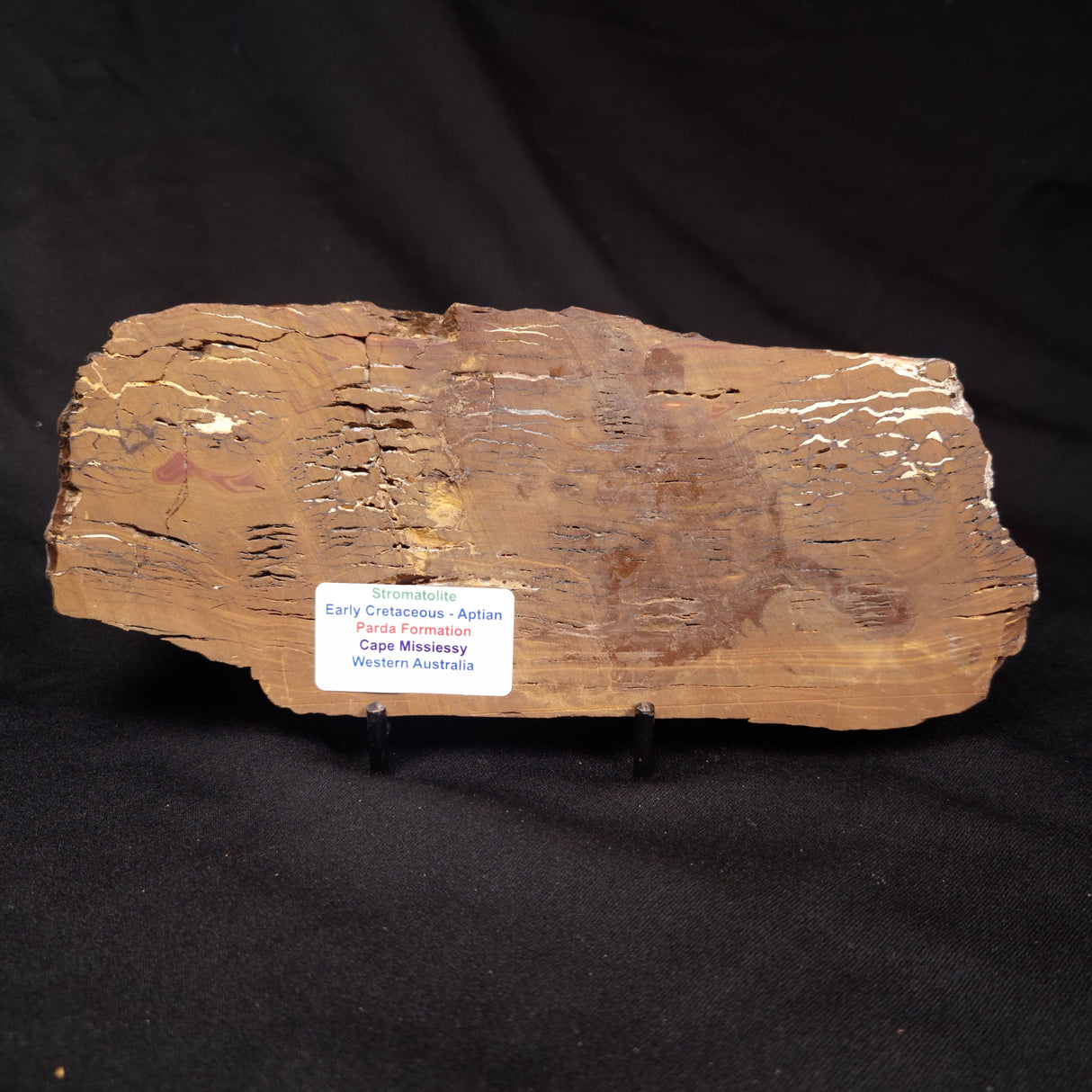 STROMATOLITE, Parda Formation, Early Cretaceous (Aptian), Australia ZPF031