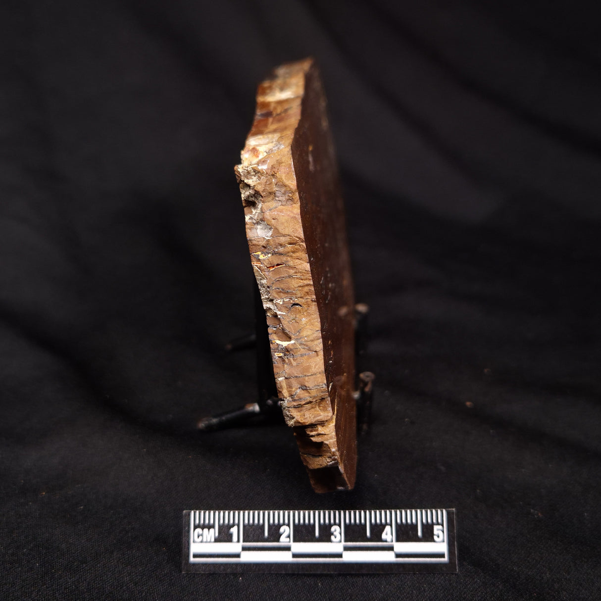 STROMATOLITE, Parda Formation, Early Cretaceous (Aptian), Australia ZPF031