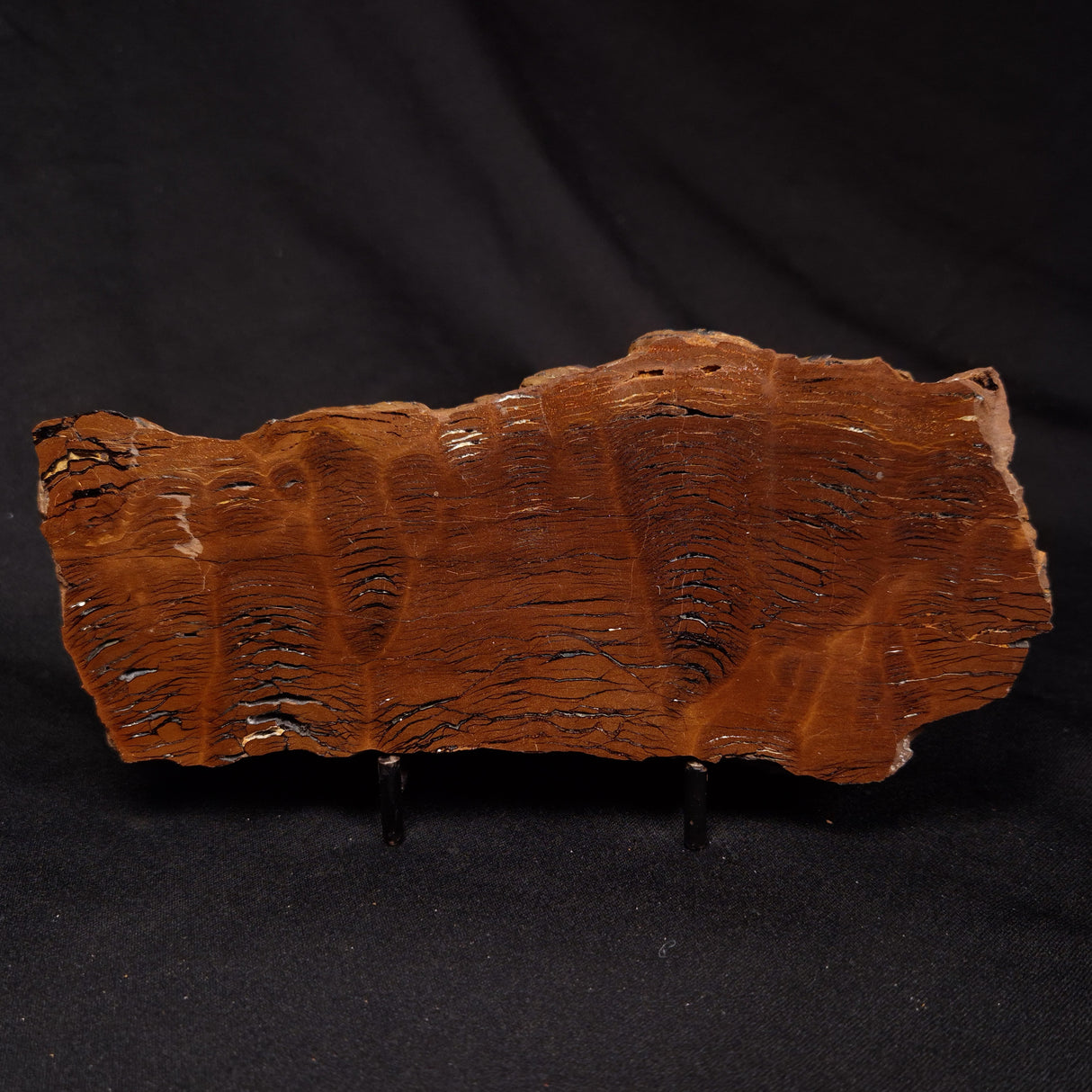 STROMATOLITE, Parda Formation, Early Cretaceous (Aptian), Australia ZPF032