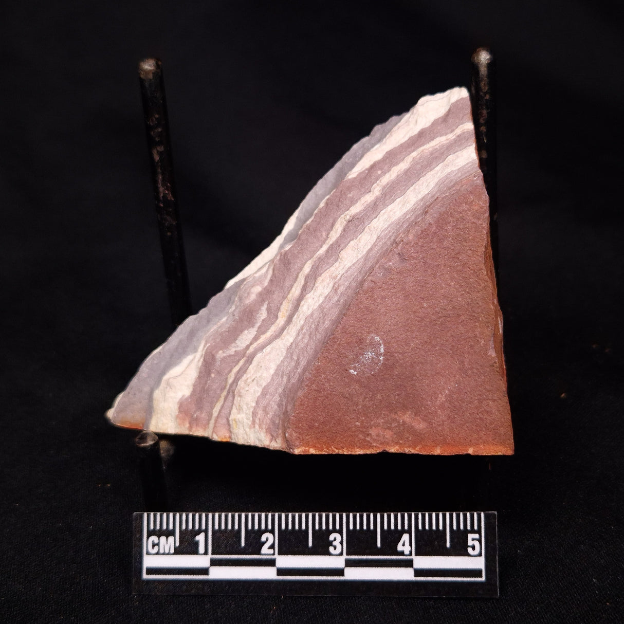 PORPITA LIAONANELLA PLANODISCIFORMIS, Australia ZPL001