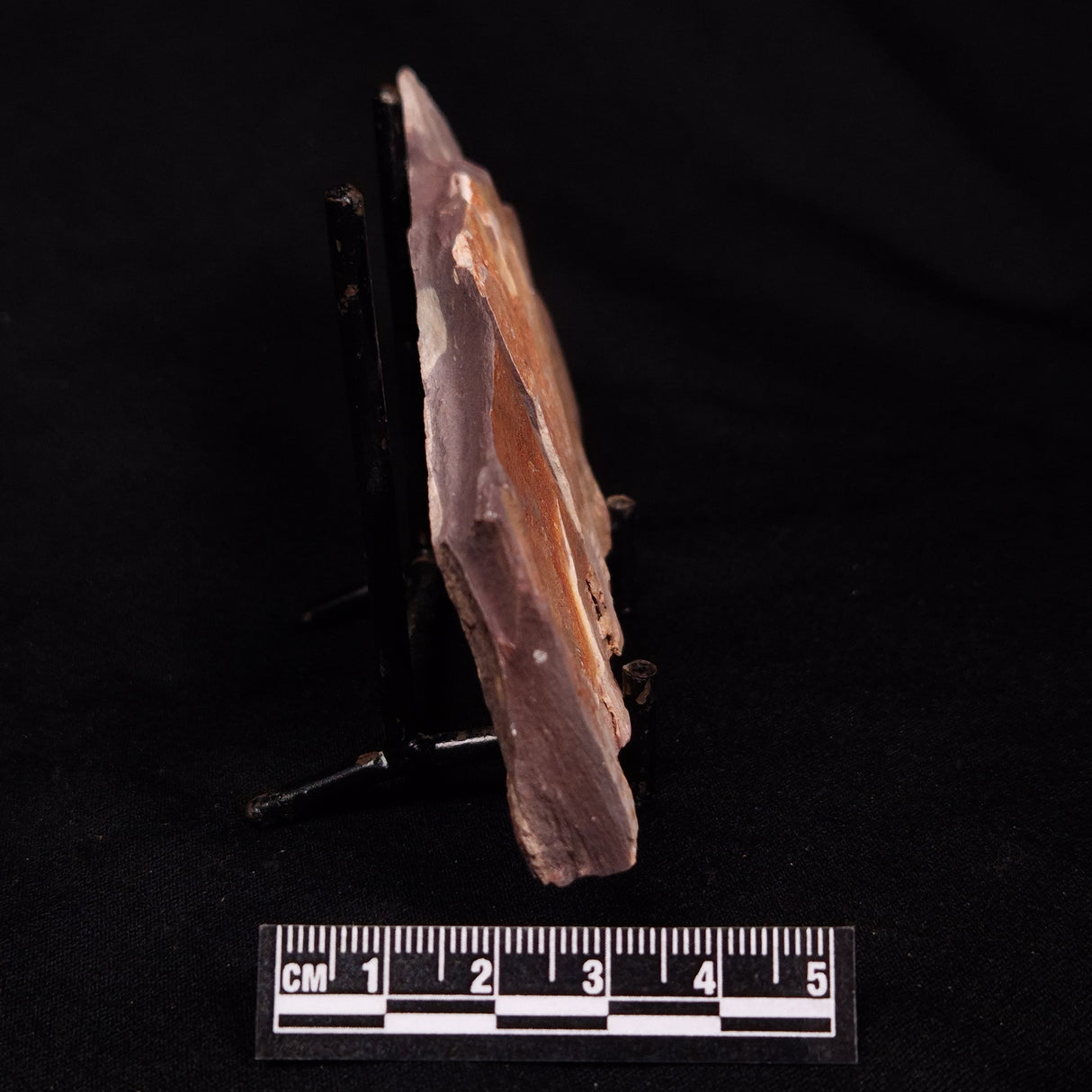 PORPITA LIAONANELLA PLANODISCIFORMIS, Australia ZPL004