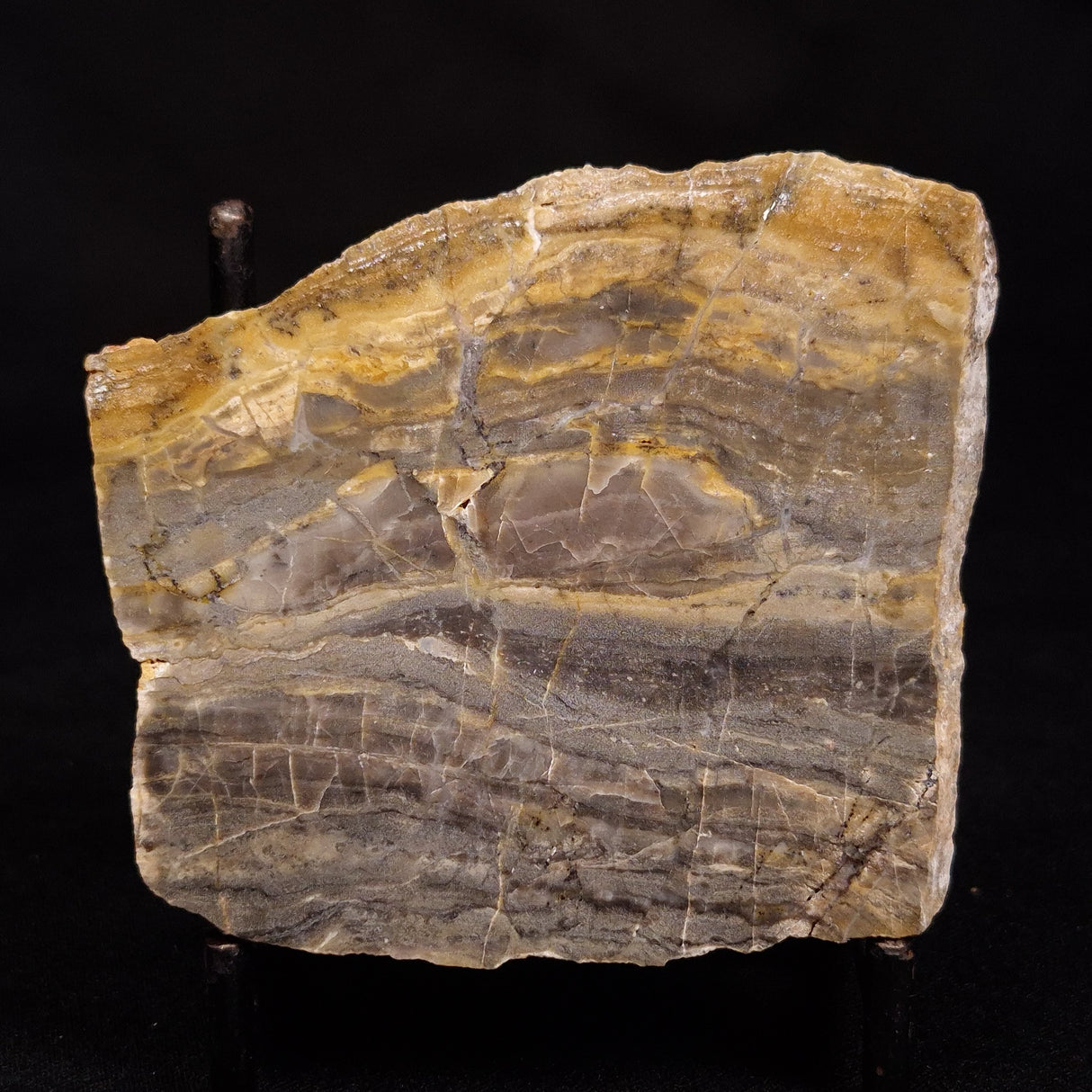 LINELLA AVIS STROMATOLITE, Neoproterozoic, Australia ZLA057