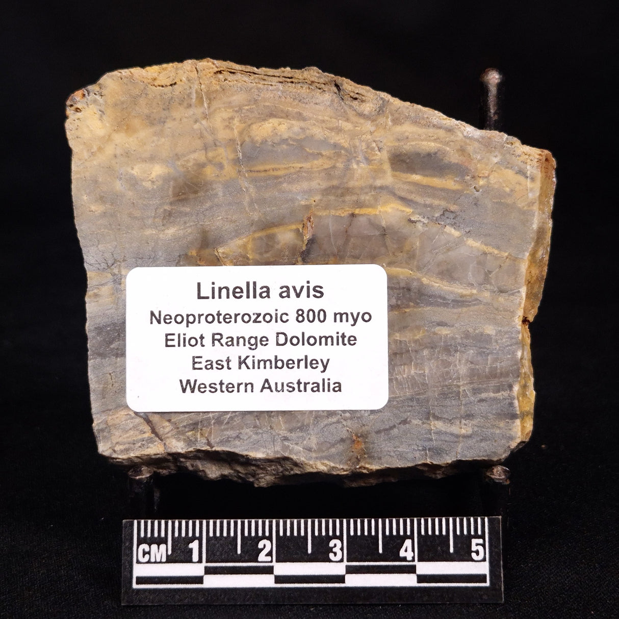 LINELLA AVIS STROMATOLITE, Neoproterozoic, Australia ZLA057