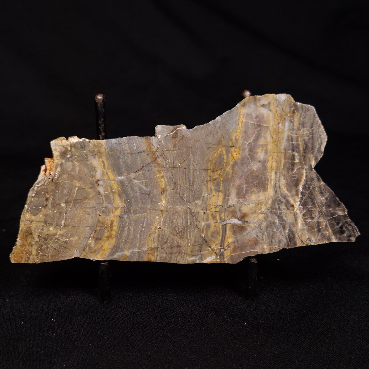 LINELLA AVIS STROMATOLITE, Neoproterozoic, Australia ZLA059
