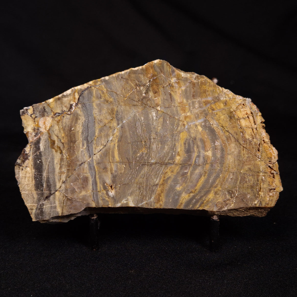LINELLA AVIS STROMATOLITE, Neoproterozoic, Australia ZLA060