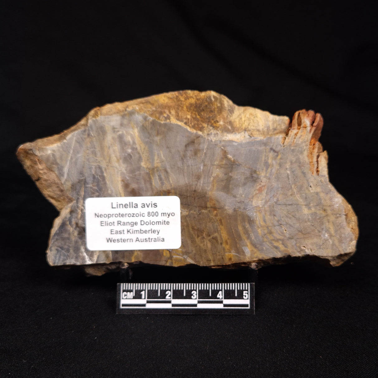 LINELLA AVIS STROMATOLITE, Neoproterozoic, Australia ZLA061