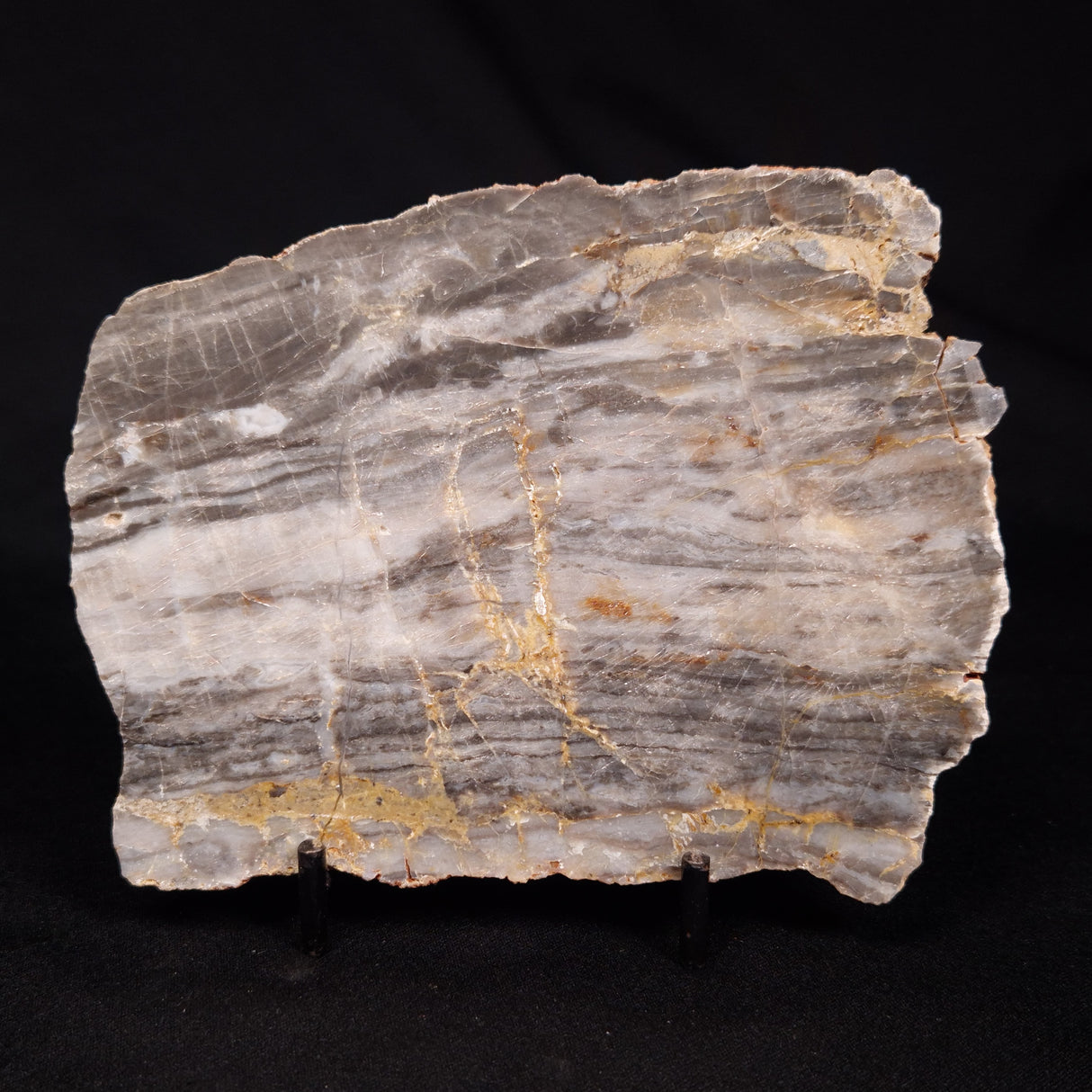 LINELLA AVIS STROMATOLITE, Neoproterozoic, Australia ZLA067