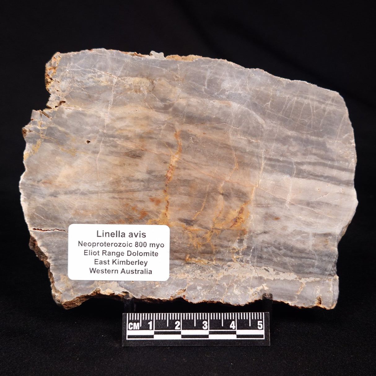 LINELLA AVIS STROMATOLITE, Neoproterozoic, Australia ZLA067