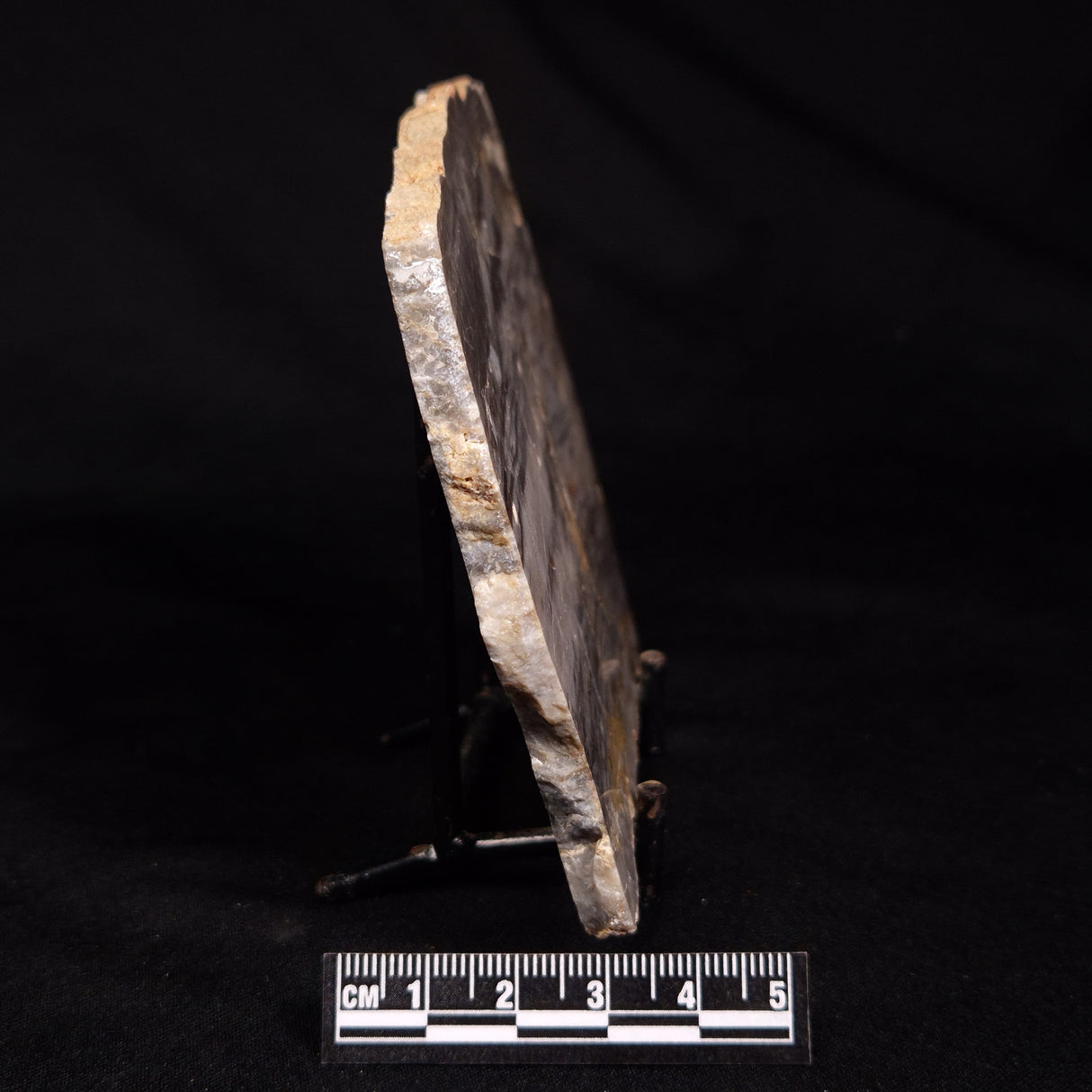 LINELLA AVIS STROMATOLITE, Neoproterozoic, Australia ZLA067