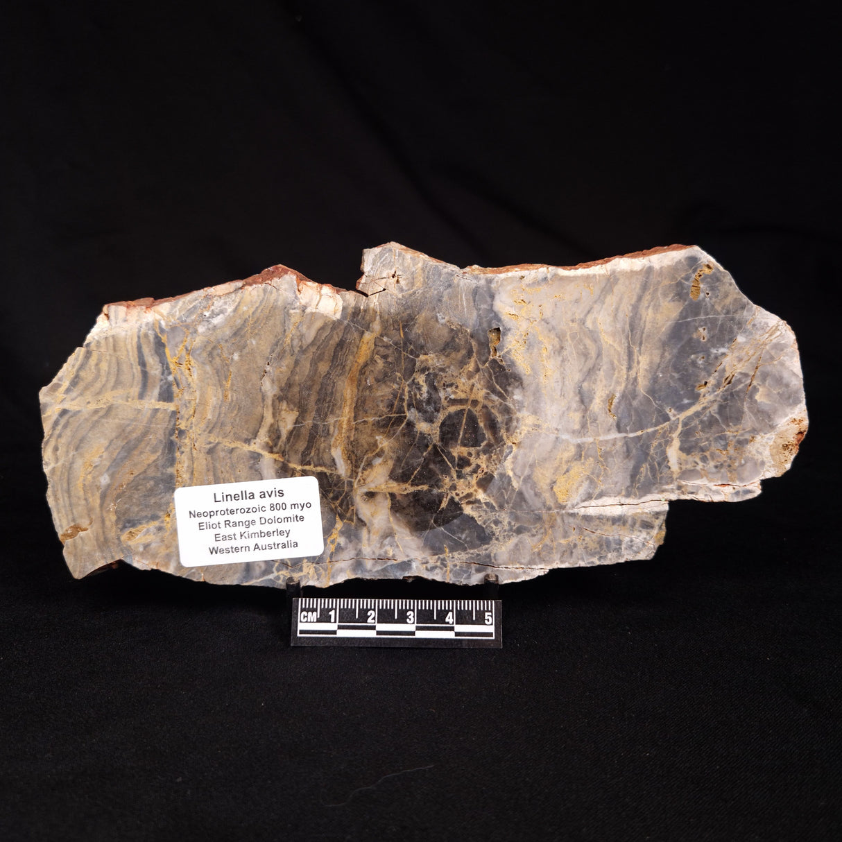 LINELLA AVIS STROMATOLITE, Neoproterozoic, Australia ZLA071